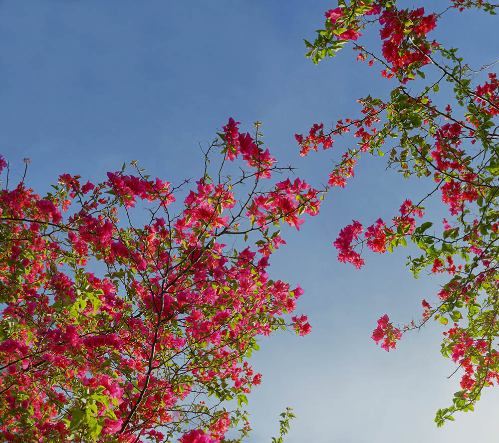 bougainvillea 01a _ 18k x 16k